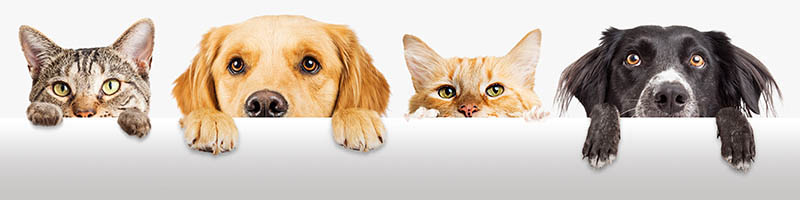 Dogs and Cats Peeking Over Web Banner